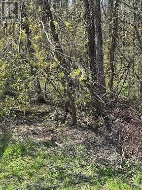 145 Courtland Street, Ramara, Ontario L3V 6H7