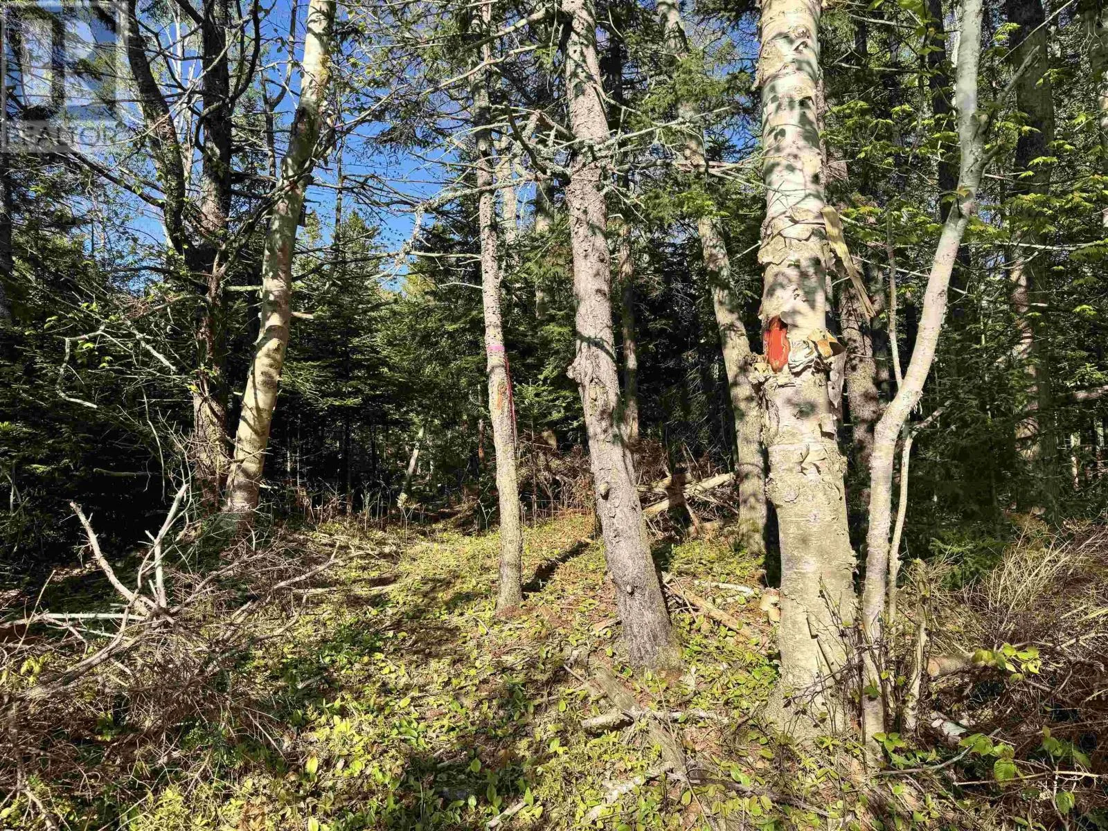 24-1 Forest Drive Extension, Pictou, Nova Scotia B0K 1H0