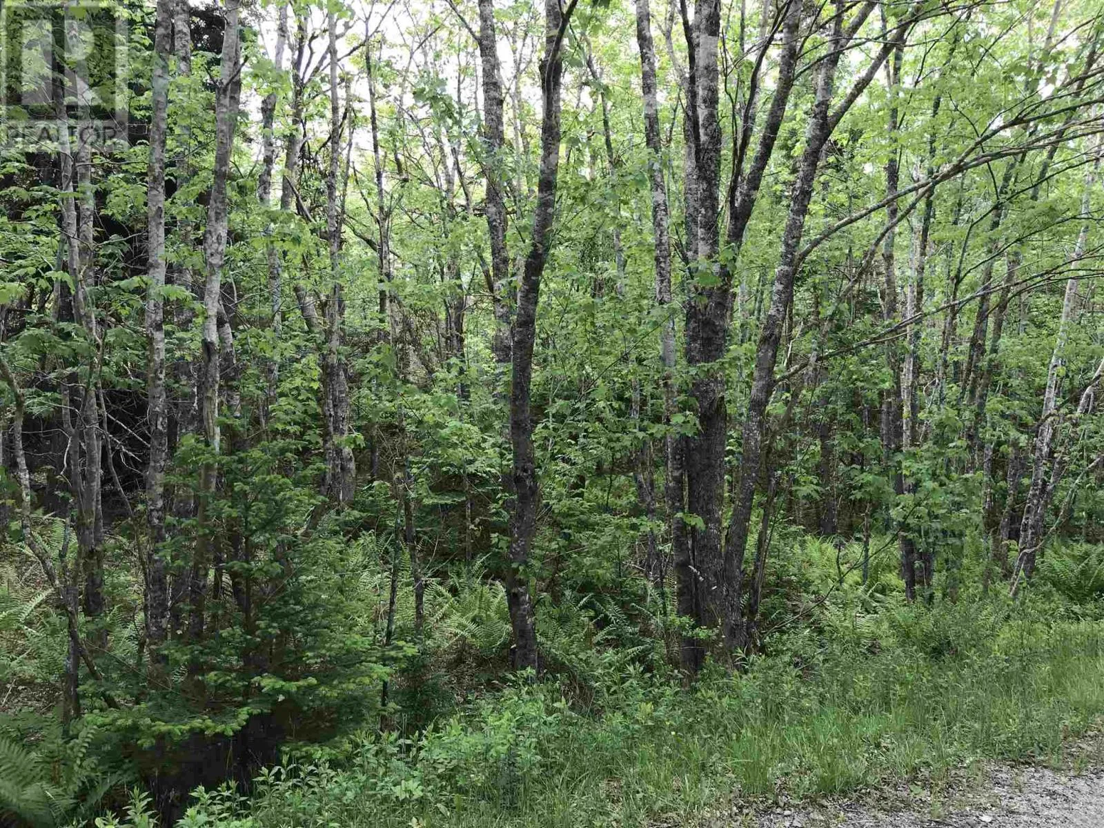 53.03 Acres Highway 308 Highway, Belleville, Nova Scotia B0W 3M0