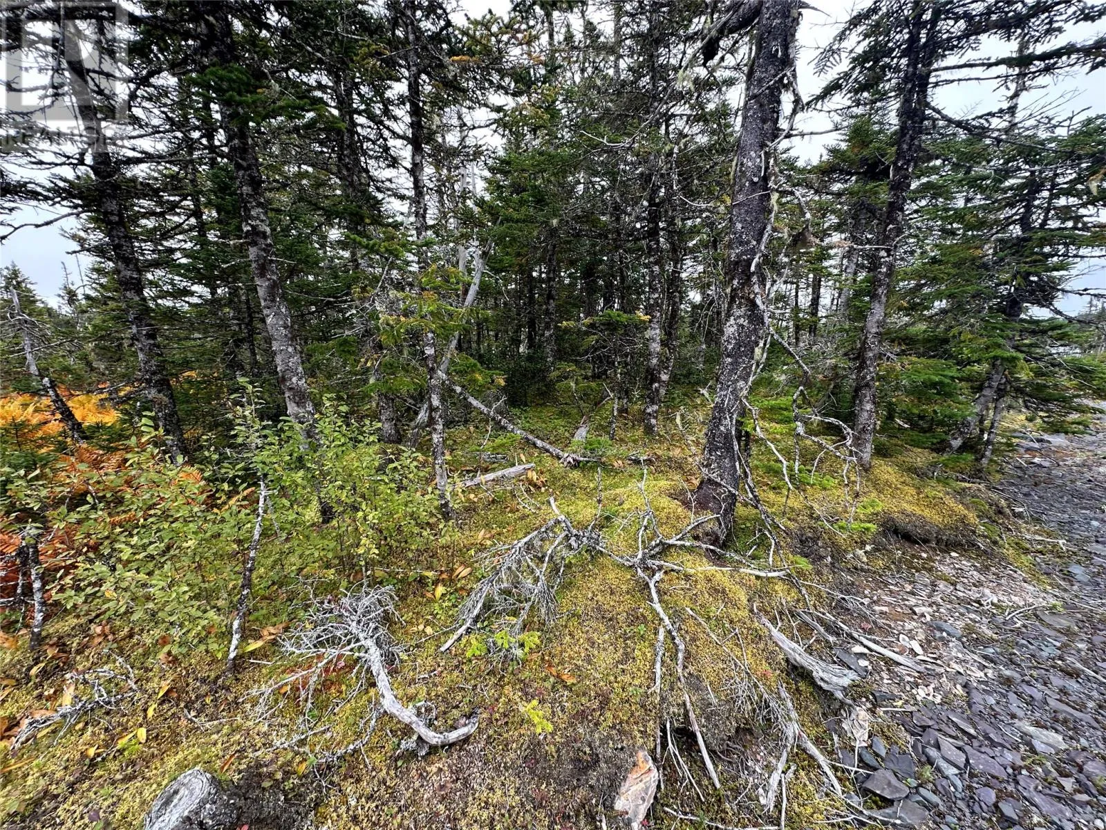 65b Connors Cove Road, Brigus Junction, Newfoundland & Labrador A0B 1G0