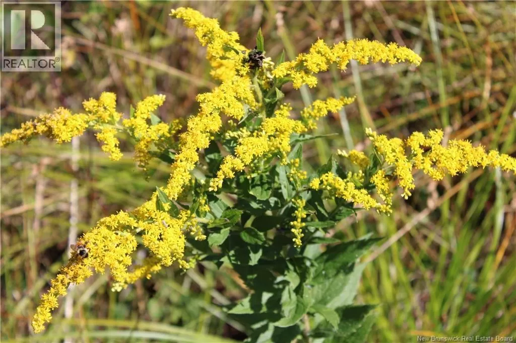 86-81 Owen Court, Campobello Island, New Brunswick E5E 1Z6