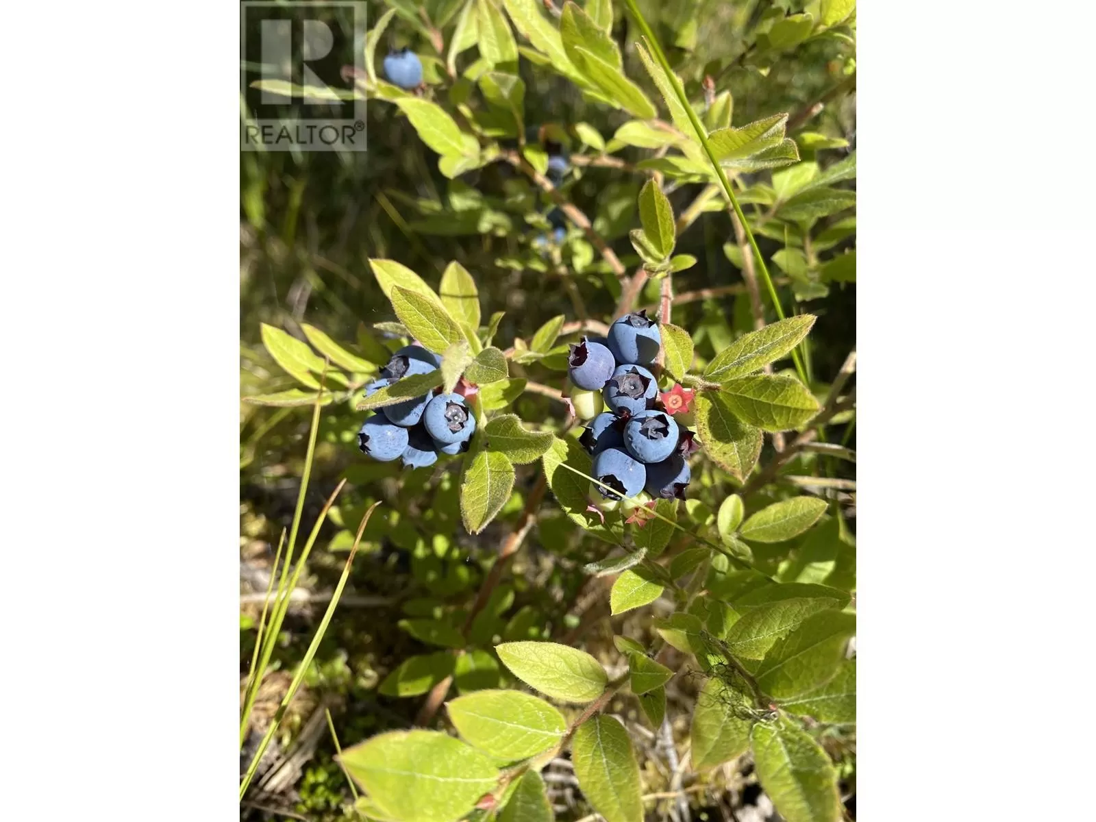 Blk A Hansard Lake, Prince George, British Columbia V0J 3C0