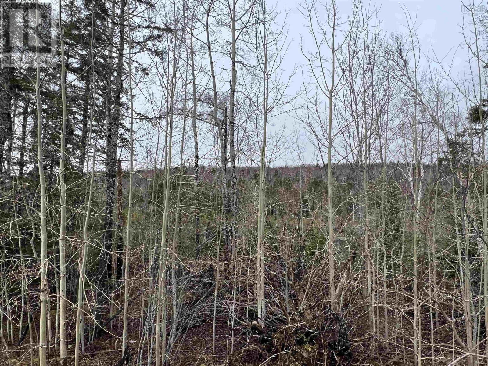 Leitches Creek Road, North Sydney, Nova Scotia B2A 3Y9