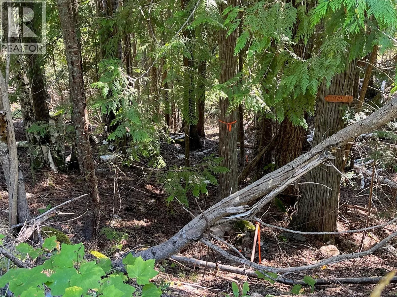 Other for rent: Lot 43 Vickers Trail Lot# 43, Anglemont, British Columbia V0E 1M8