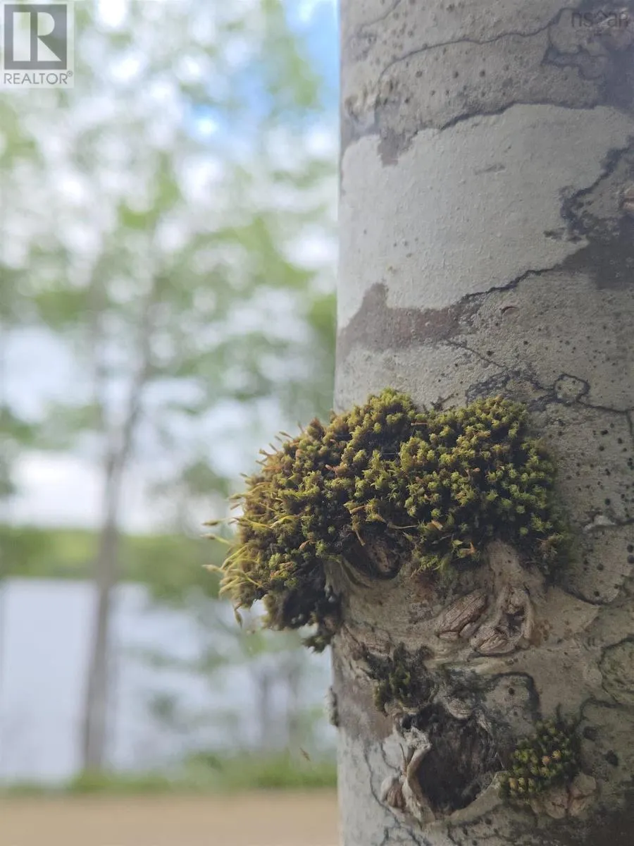 Lot 6 Lochiel Lake Road (west Side), South Lochaber, Nova Scotia B2G 2L3