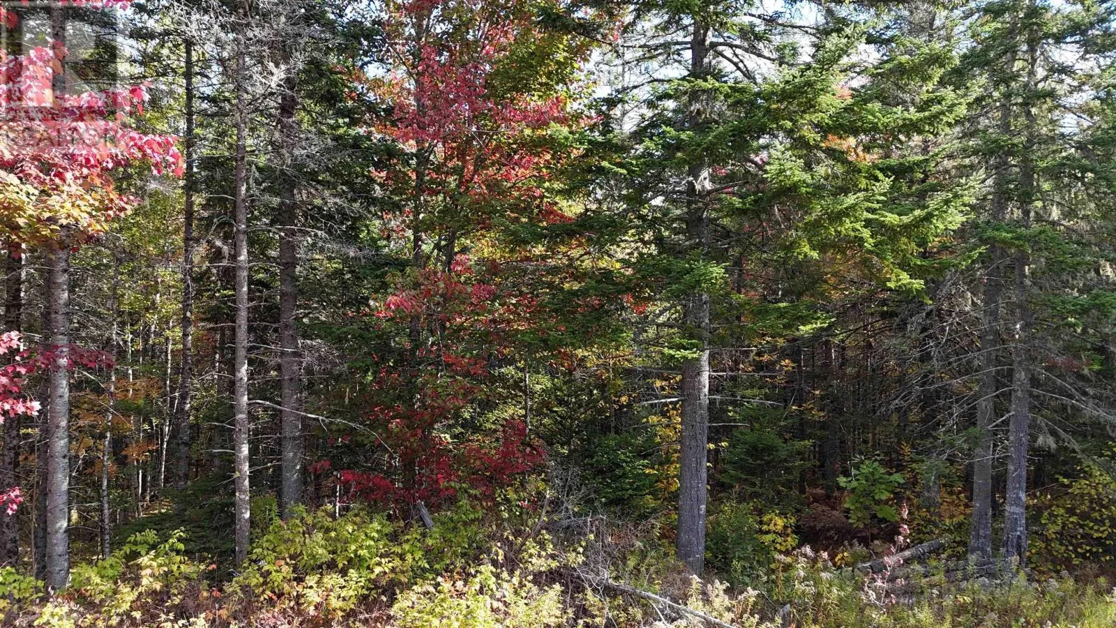 Lot Chesley Road, Barss Corner, Nova Scotia B0R 1A0