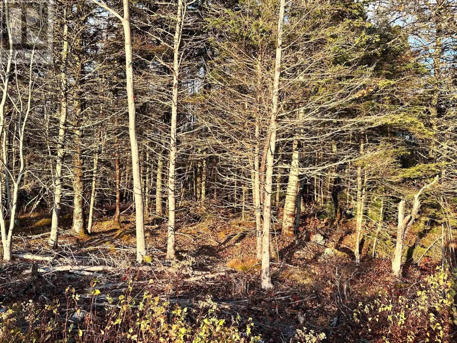 Lots 1 & 9 Shore Road, Western Head, Nova Scotia B0T 1K0