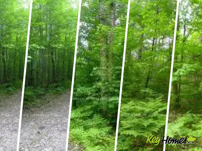 50 ACRES IN MUSKOKA NORTH OF BALA - PCL 31045, Muskoka Lakes