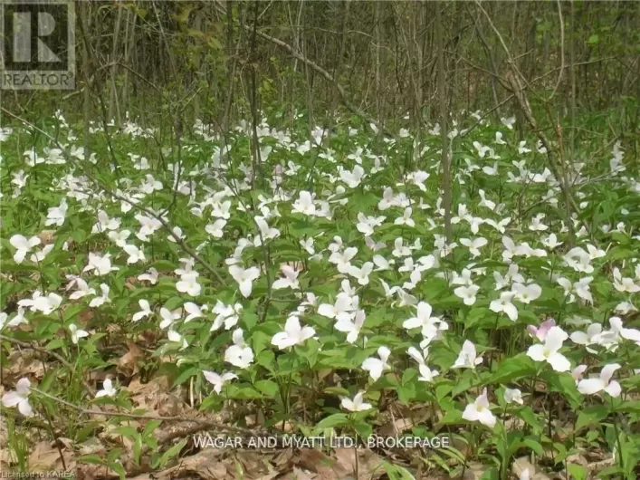 .. BRIDGE STREET W, Greater Napanee