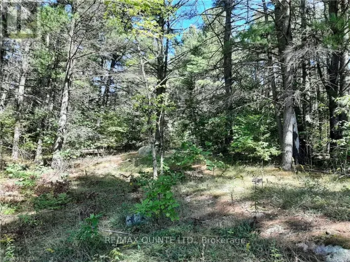 0 PT LT12 CON14 HWY 37 ROAD, Tweed)