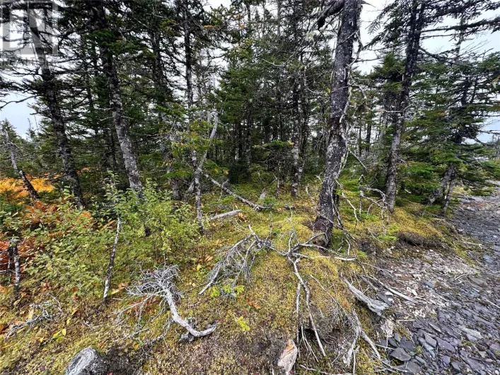 65B Connors Cove Road, Brigus Junction