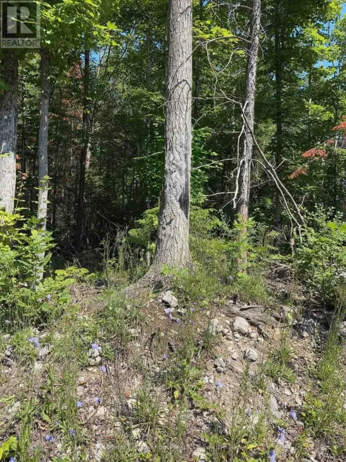 LOT 30 WHITE VALLEY ROAD, Trent Lakes